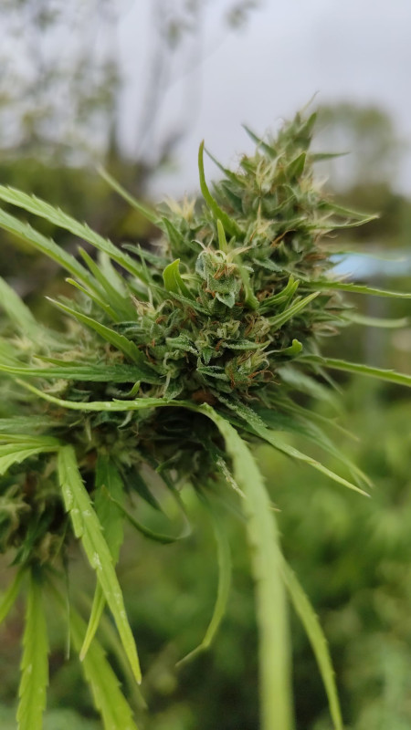 Culture de CBD à La Ferme des Garrigues